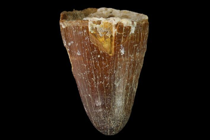 Cretaceous Fossil Crocodile Tooth - Morocco #140607